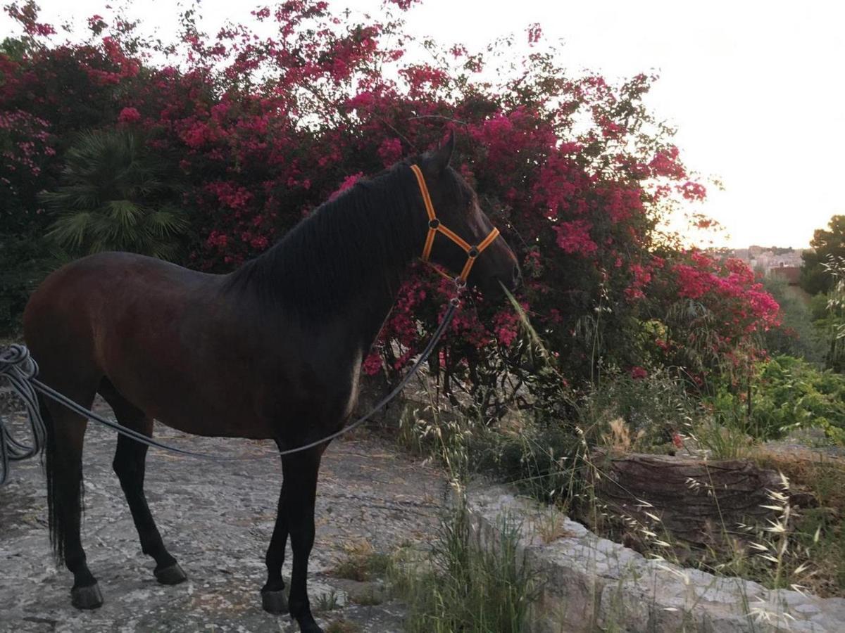 Country Sicily Home Фавара Экстерьер фото